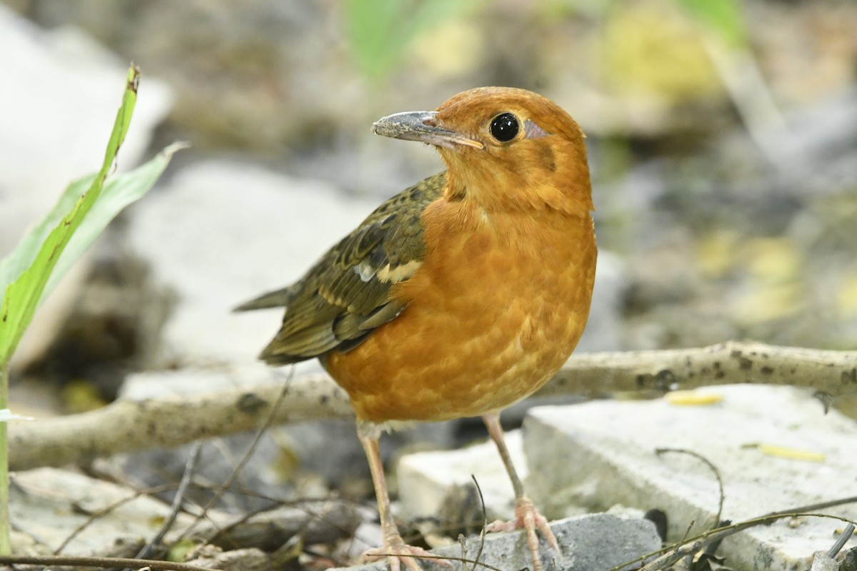 Orange-headed Thrush - ML643859899