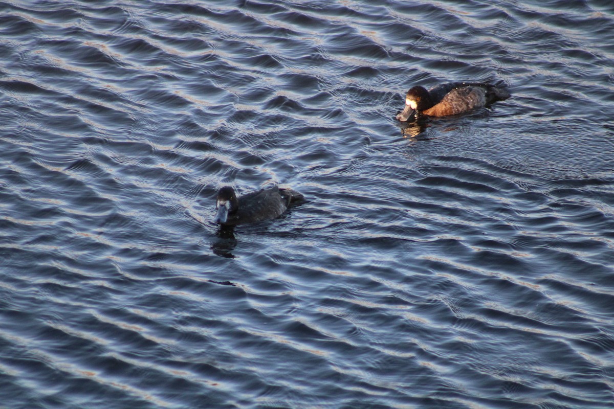Greater/Lesser Scaup - ML643859904