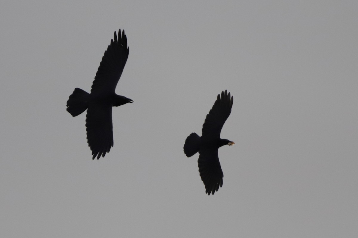 Common Raven - ML643859926