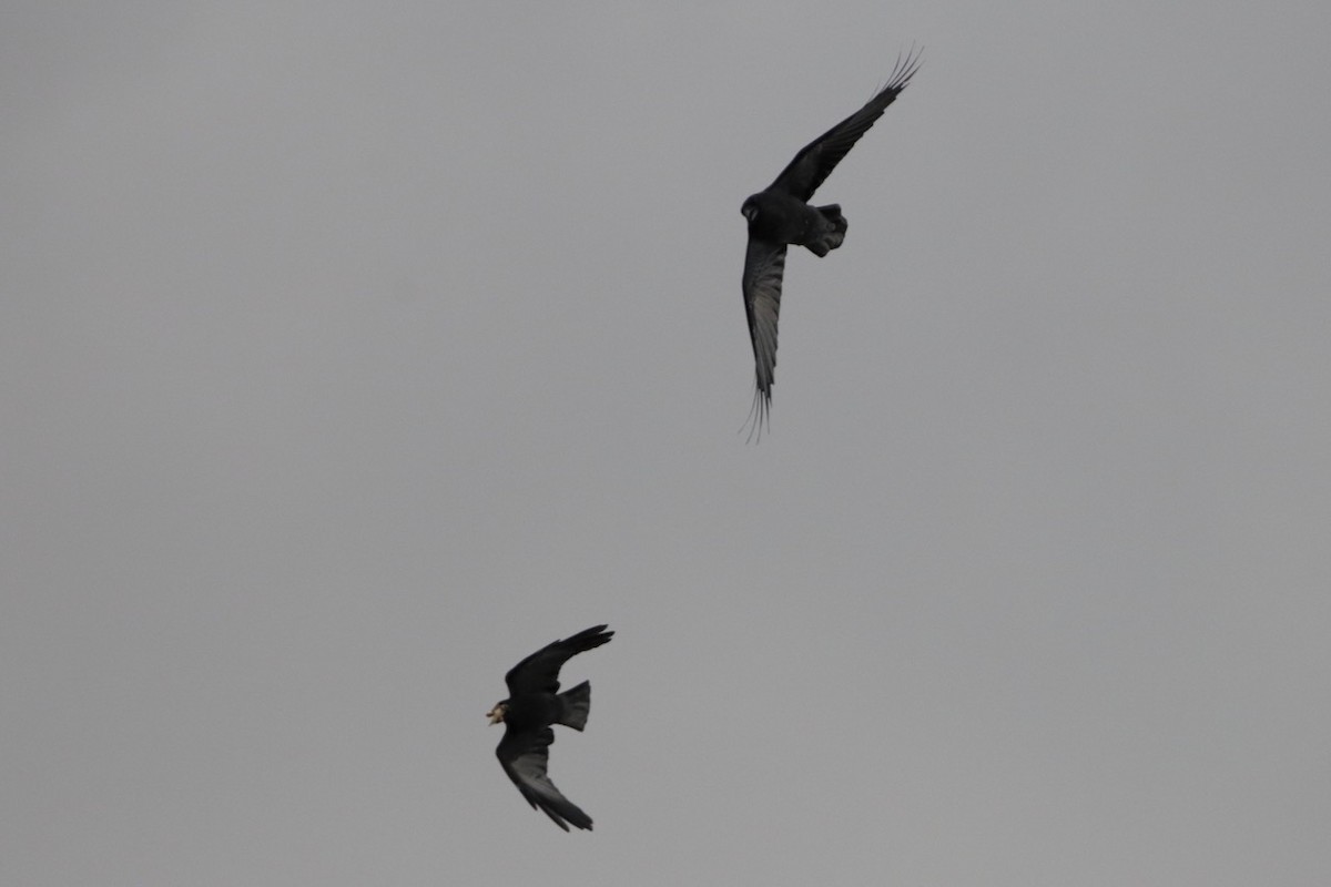 Common Raven - ML643859927