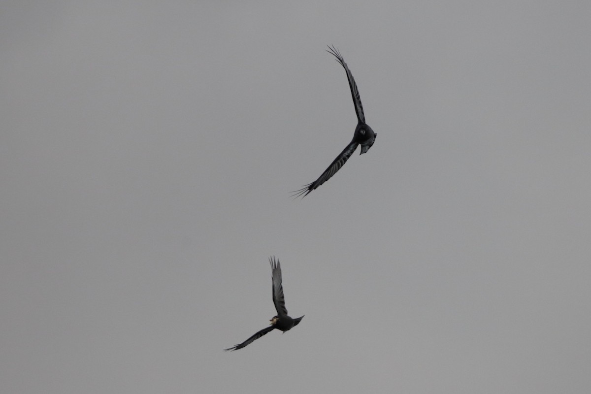 Common Raven - ML643859928