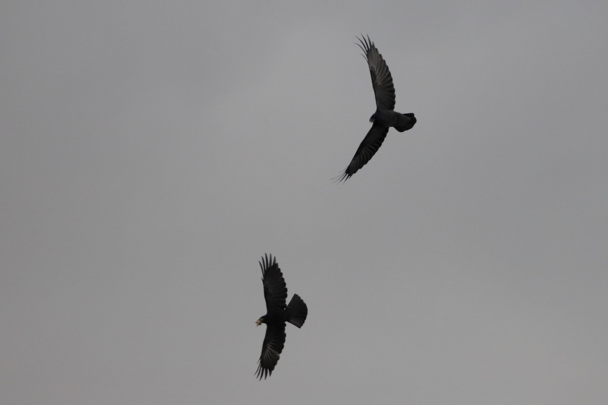 Common Raven - ML643859929