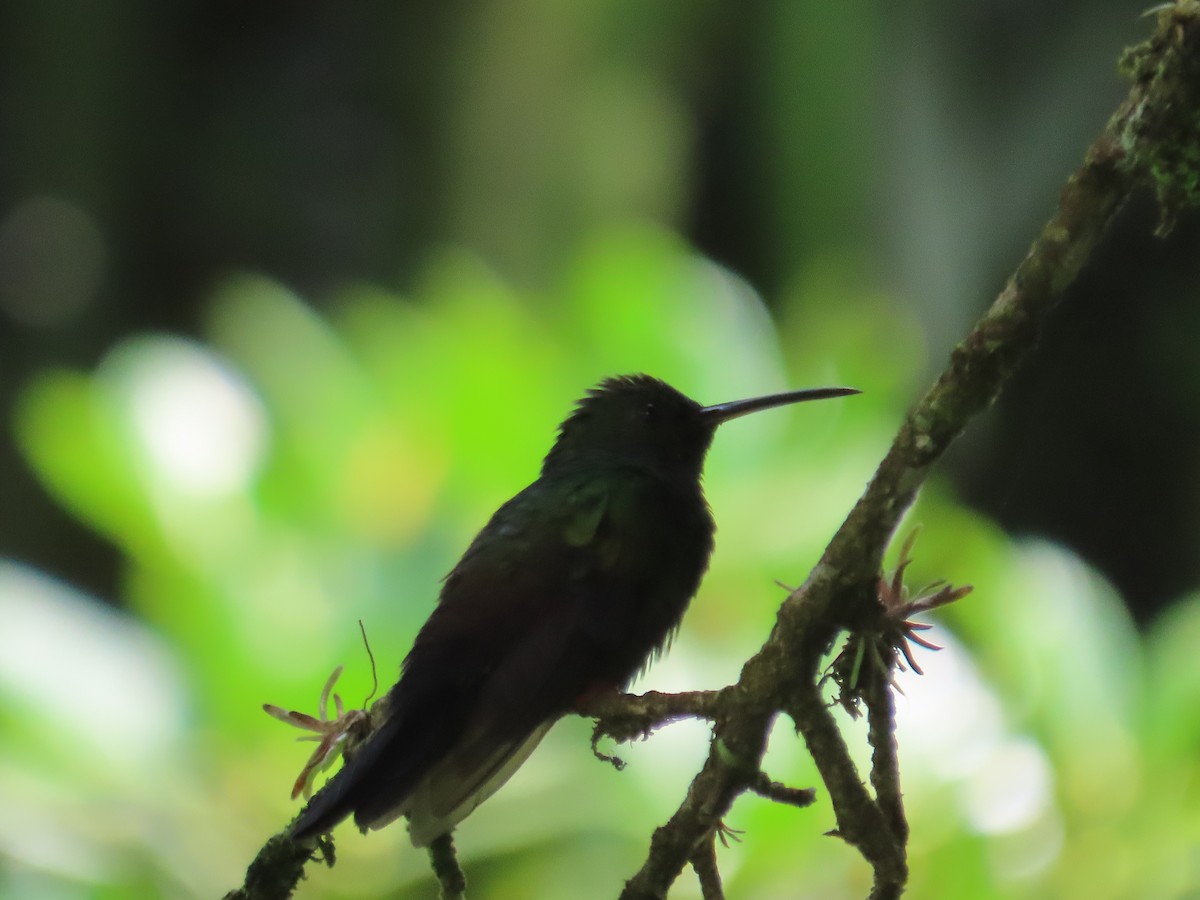 Bronze-tailed Plumeleteer - ML643859941