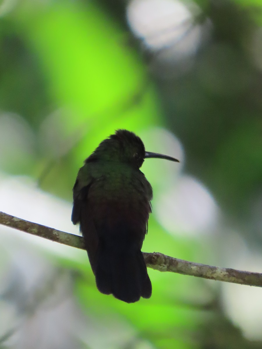 Bronze-tailed Plumeleteer - ML643859950