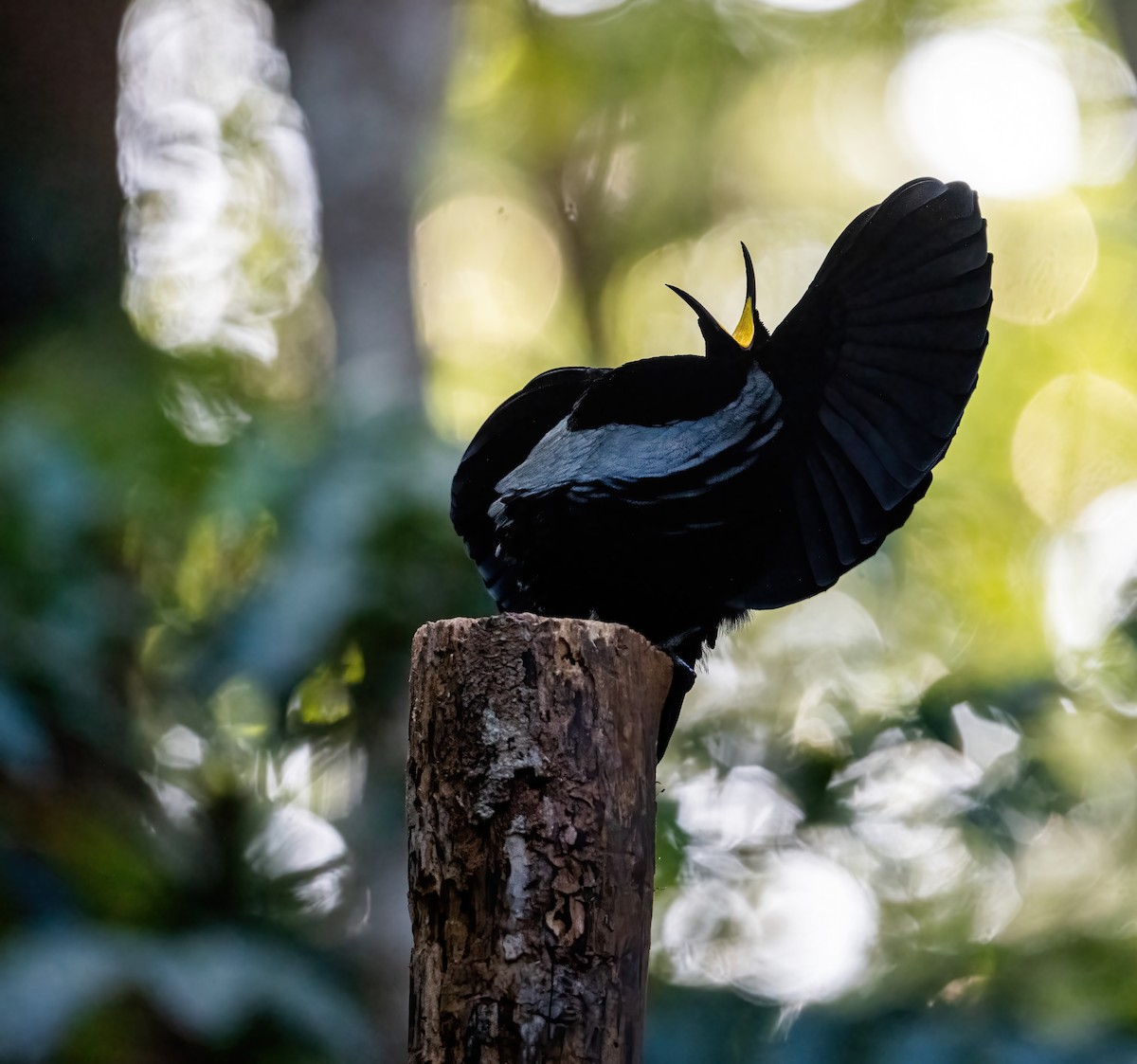 Victoria's Riflebird - Leah Turner