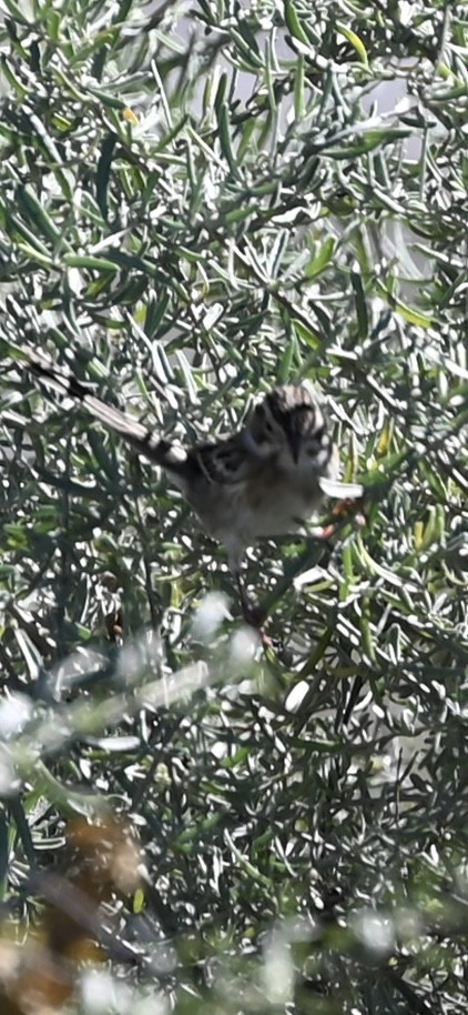 Bruant des plaines - ML643859973