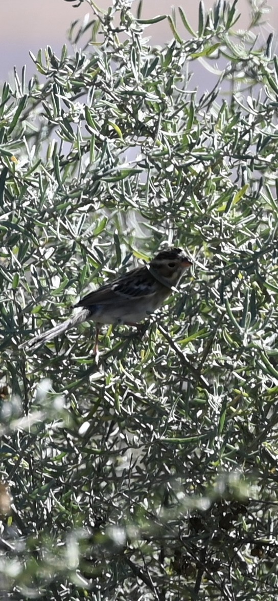 Bruant des plaines - ML643859974