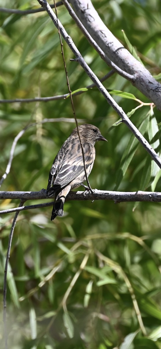 Tarin des pins - ML643860000