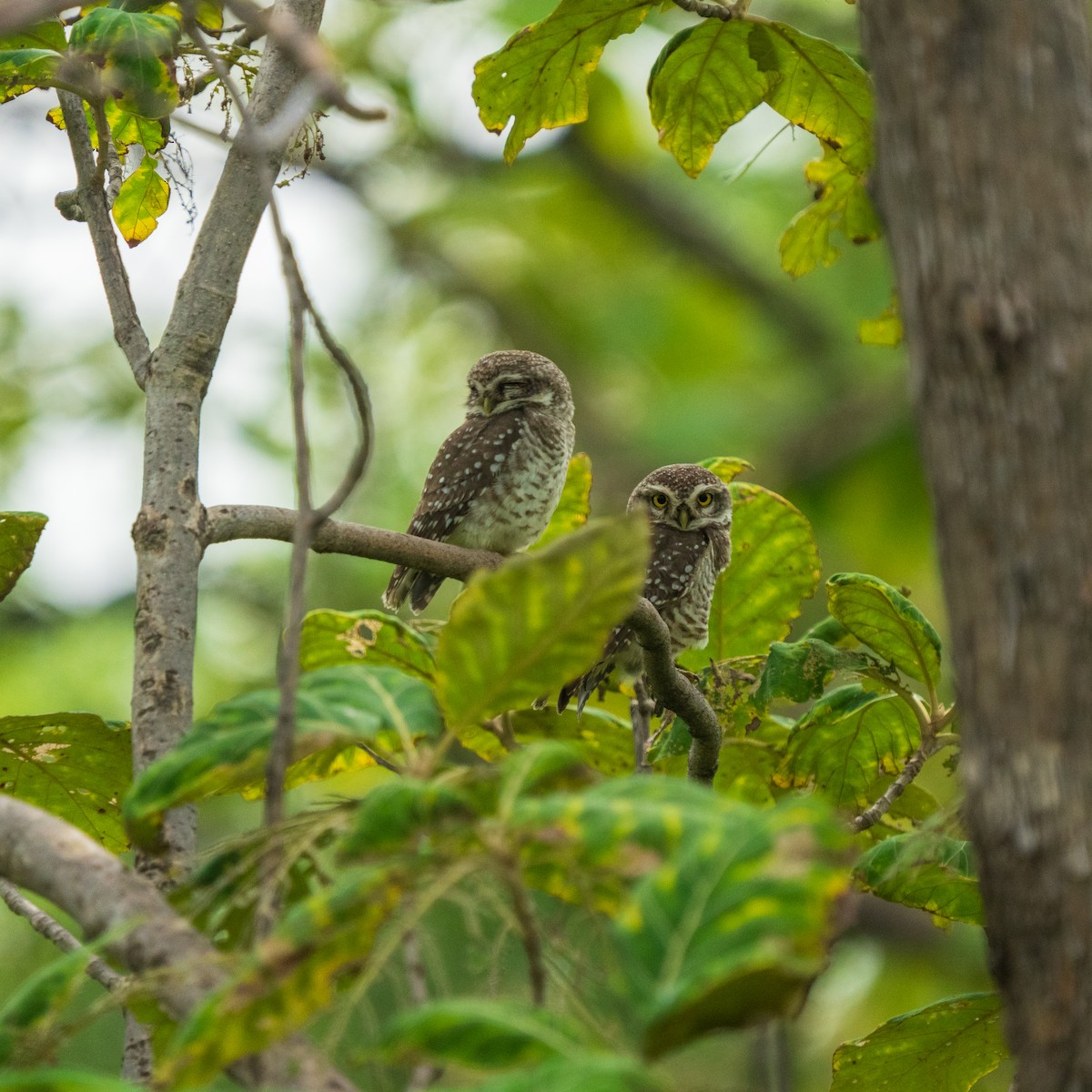Spotted Owlet - ML643860015