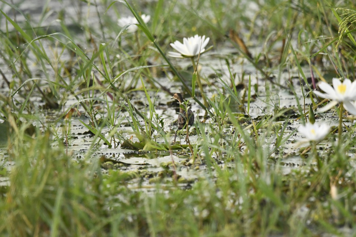 Baillon's Crake - ML643860017