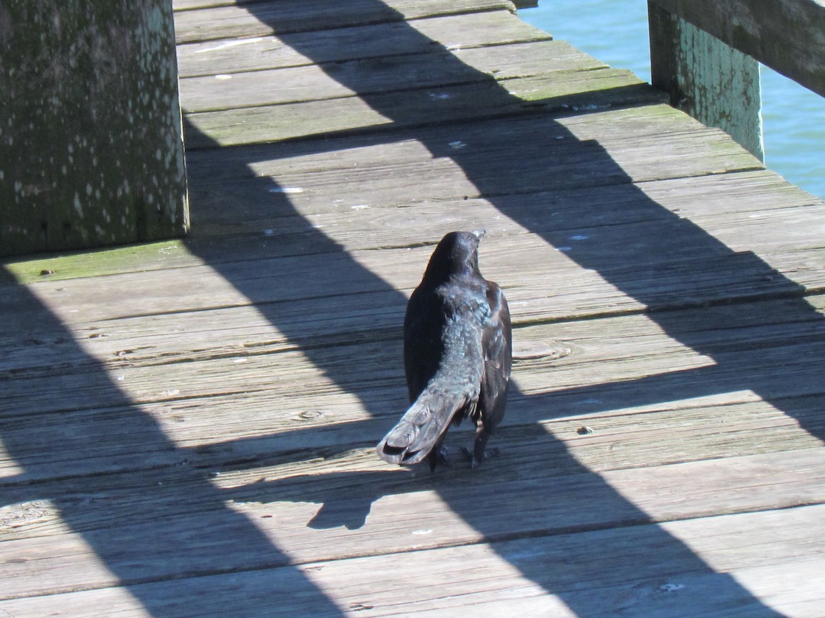 Boat-tailed Grackle - ML643860028