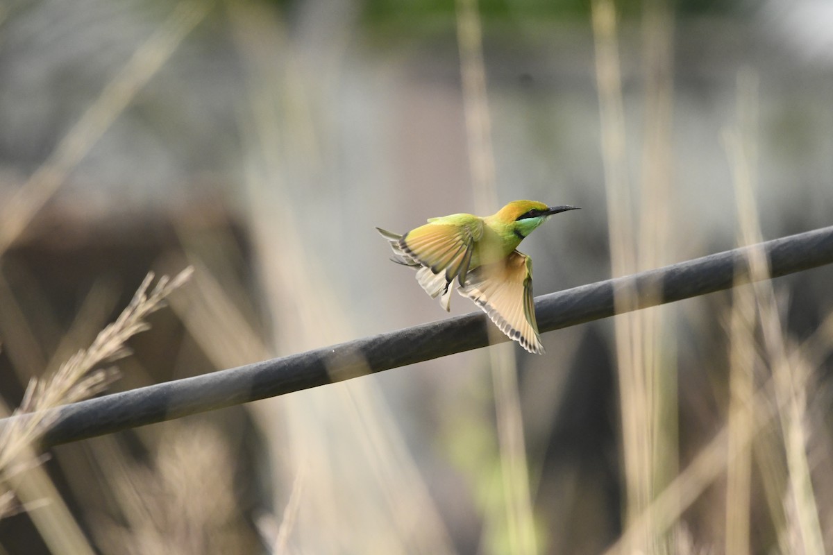 Asian Green Bee-eater - ML643860039