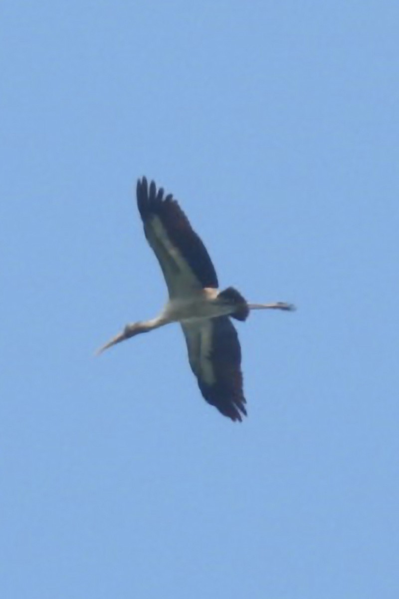Wood Stork - ML643860043