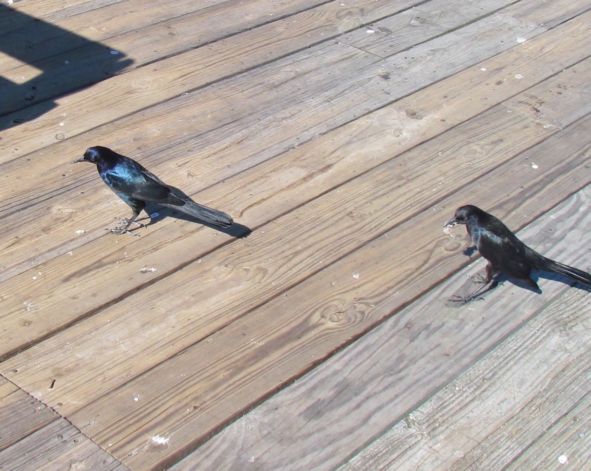Boat-tailed Grackle - ML643860045