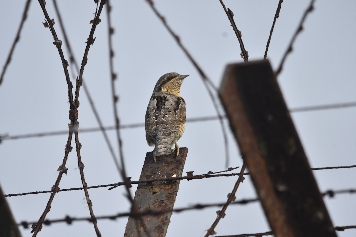 Eurasian Wryneck - ML643860049