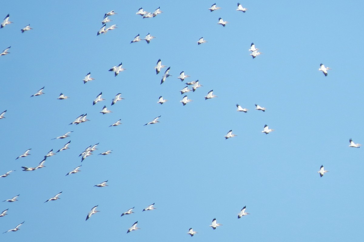 American White Pelican - ML643860052
