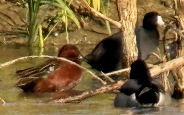 Cinnamon Teal - ML643860056