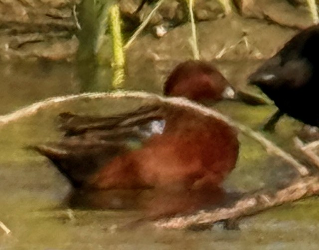 Cinnamon Teal - ML643860057