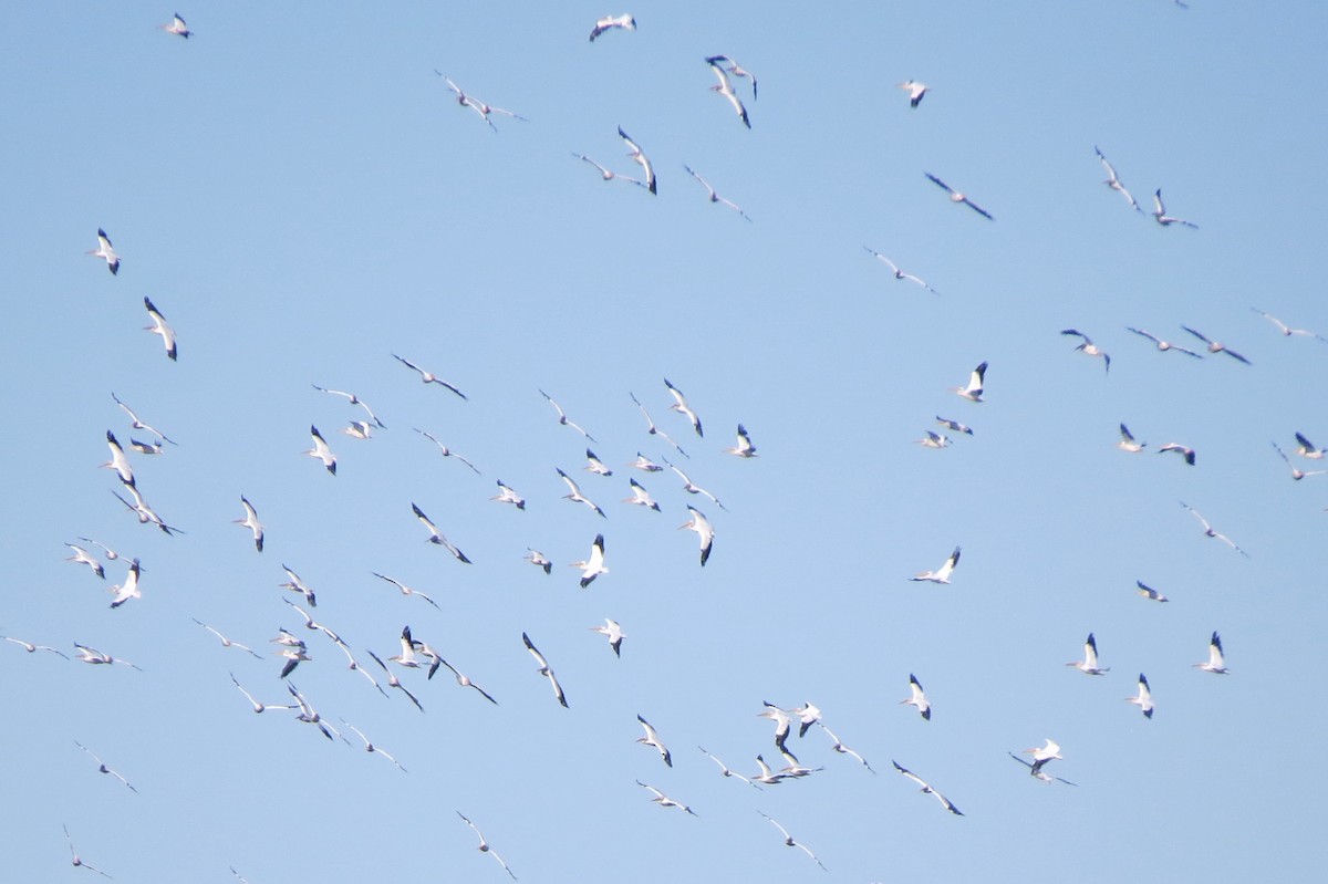 American White Pelican - ML643860068