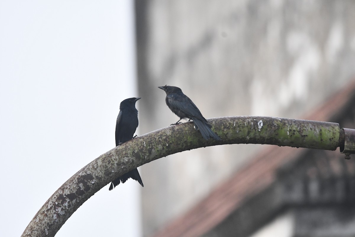 Black Drongo - ML643860088