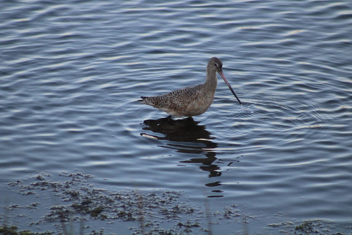 Marbled Godwit - ML643860105
