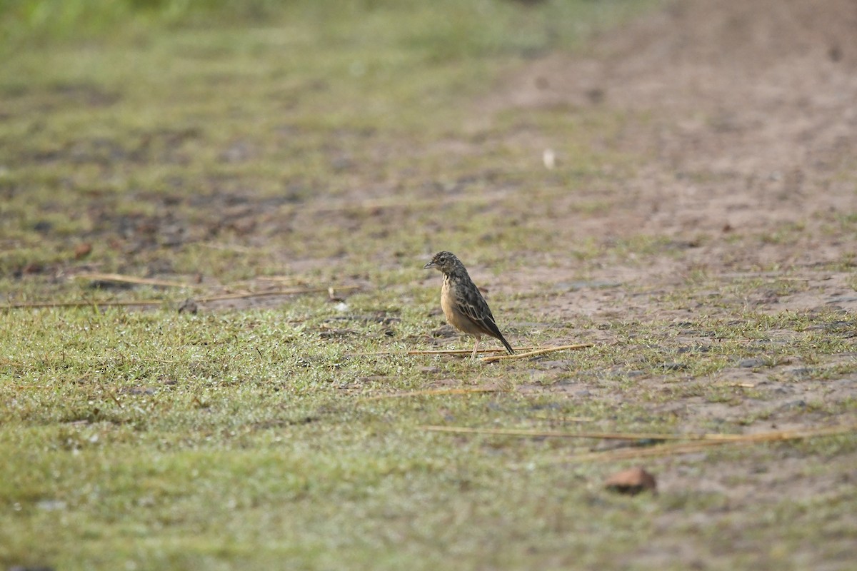 Bengal Bushlark - ML643860115