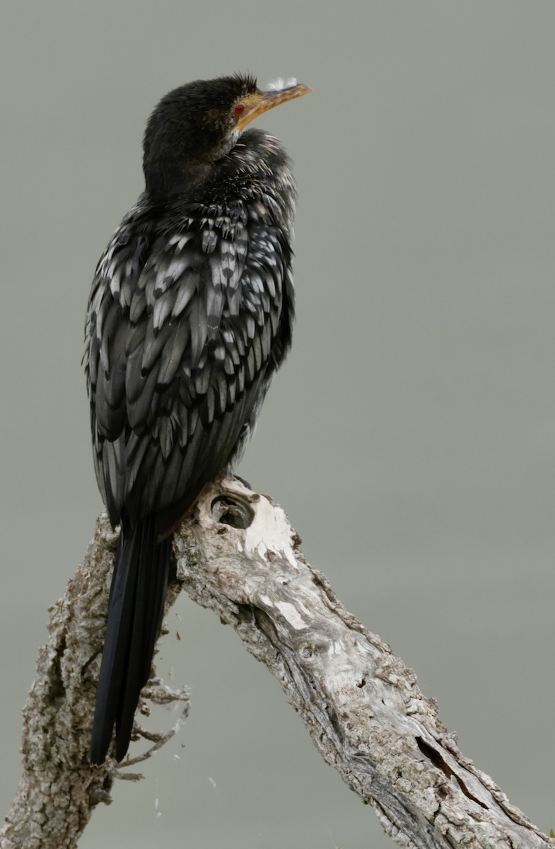 Reed Cormorant - ML643860138