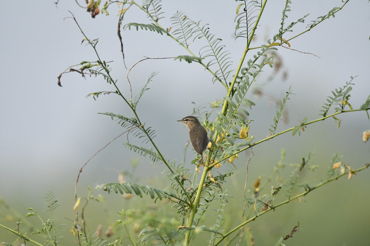 Dusky Warbler - ML643860140