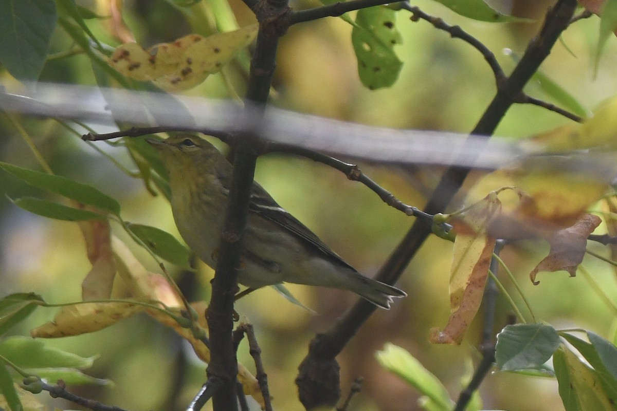 Blackpoll Warbler - ML643860165
