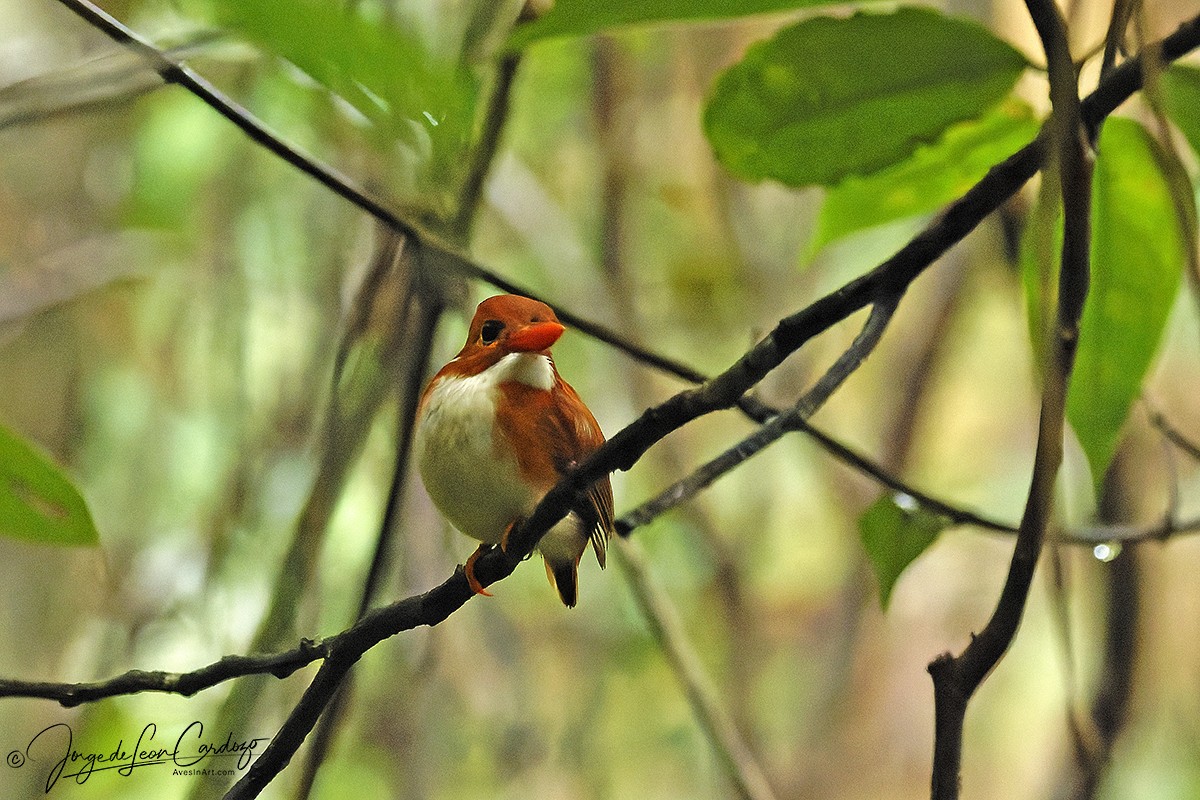 Martin-pêcheur malgache - ML643860174