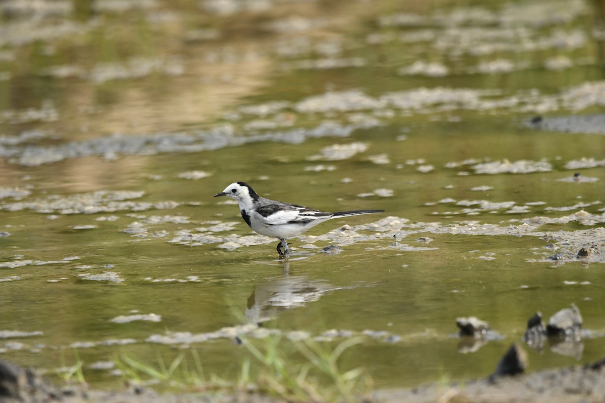 White Wagtail - ML643860191