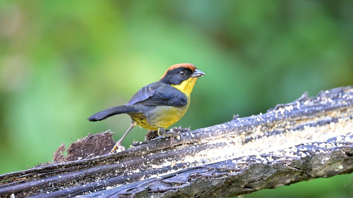Yellow-breasted Brushfinch - ML643860205