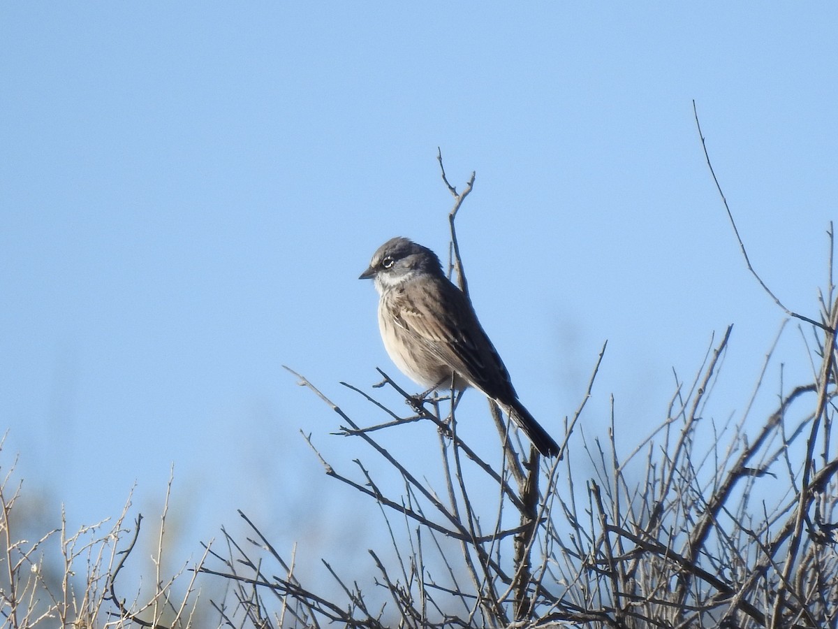 Sagebrush Sparrow - ML643860214