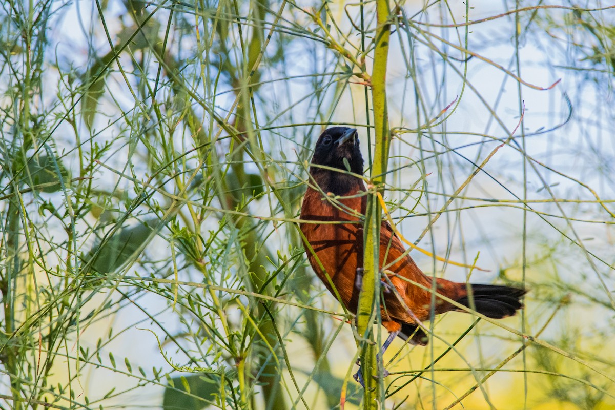 Orchard Oriole - ML643860259