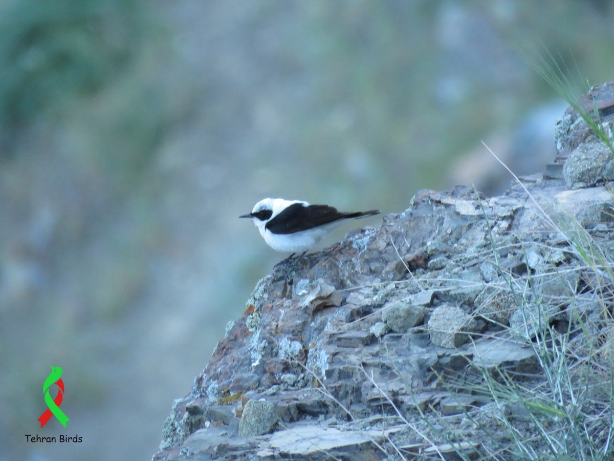 Eastern Black-eared Wheatear - ML643860265