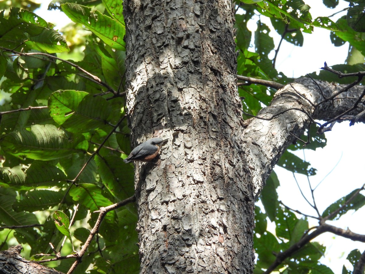 Kastanienkleiber - ML643860288