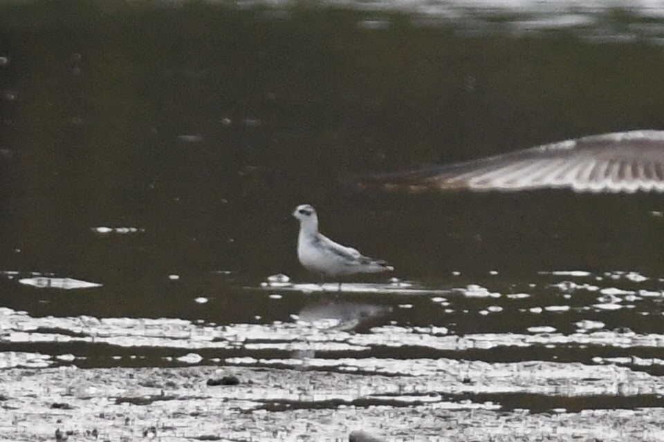 Red Phalarope - ML643860290
