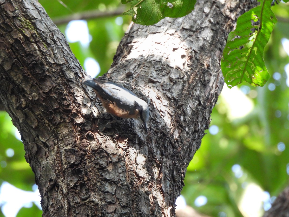 Kastanienkleiber - ML643860328