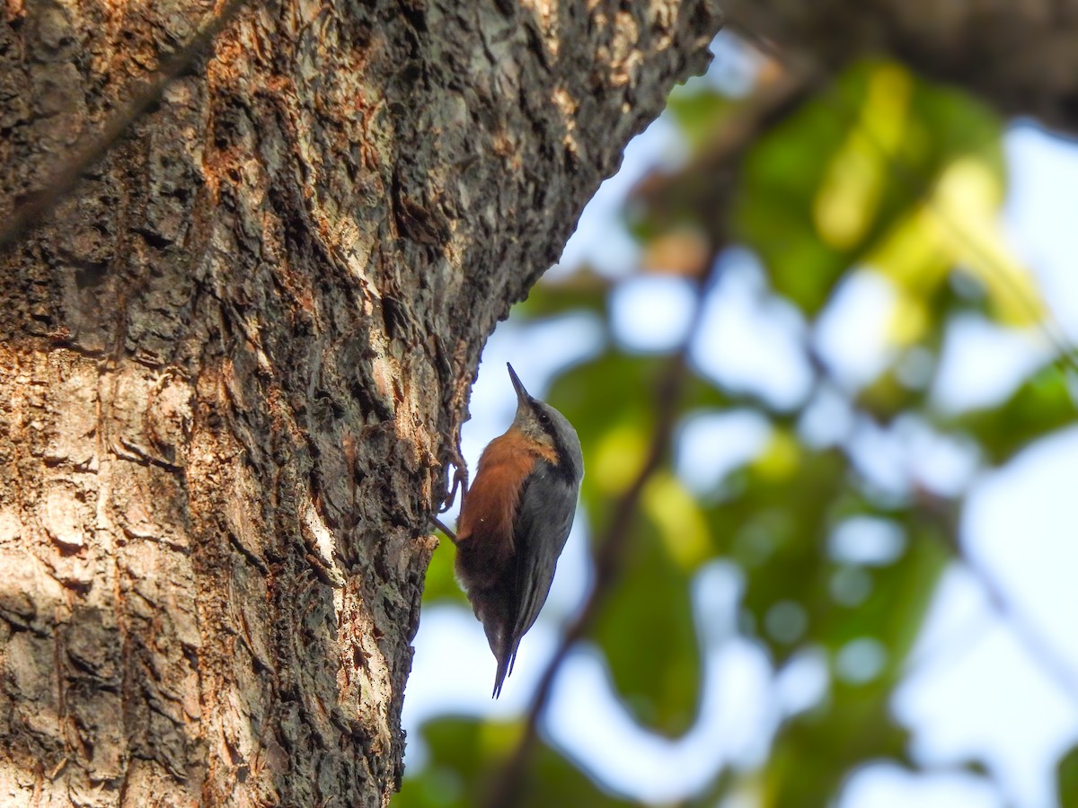 Kastanienkleiber - ML643860329