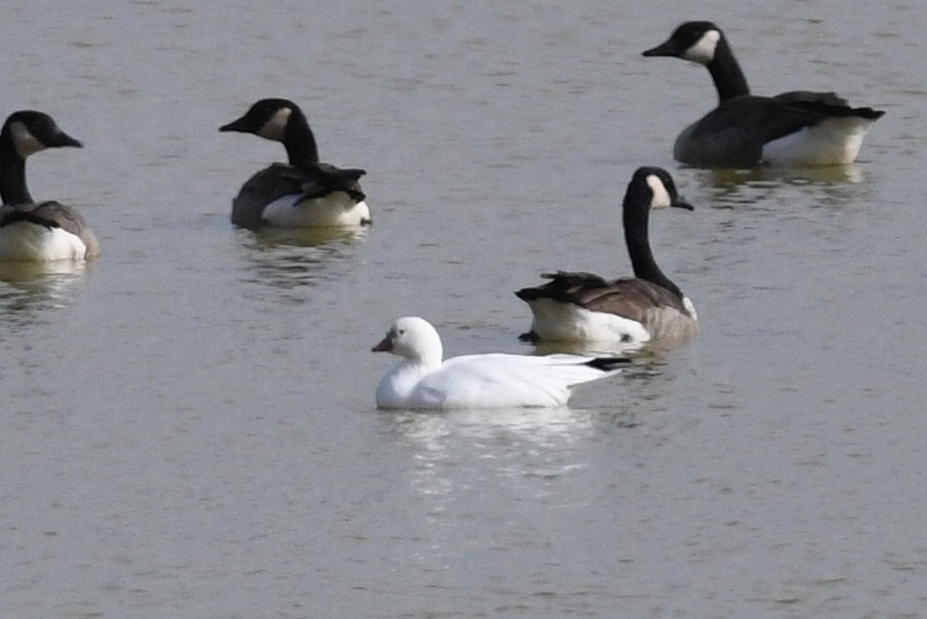 Ross's Goose - ML643860332