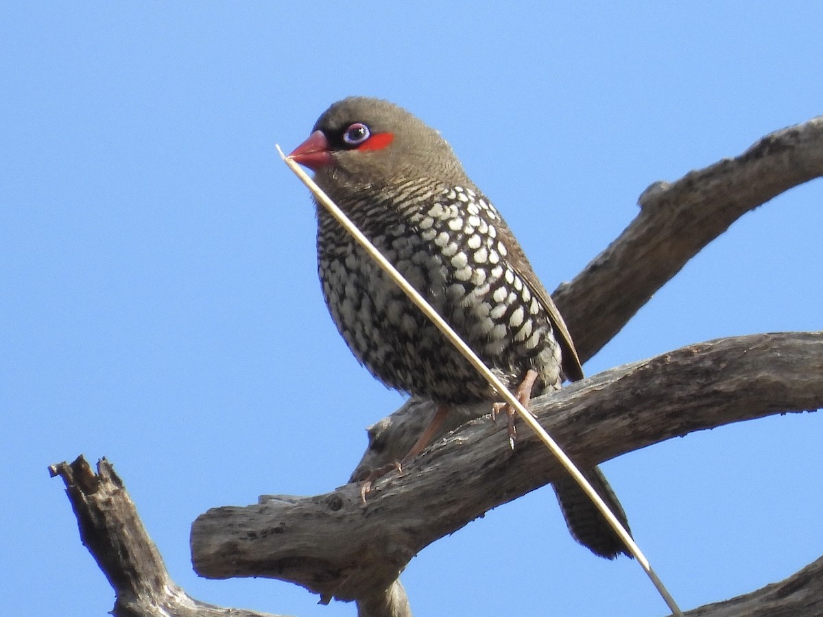 Red-eared Firetail - ML643860333