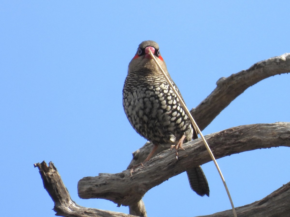 Red-eared Firetail - ML643860334