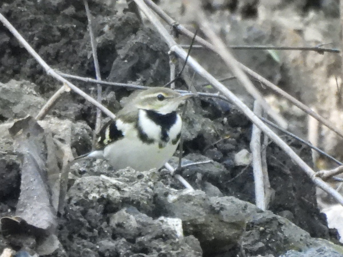 イワミセキレイ - ML643860349