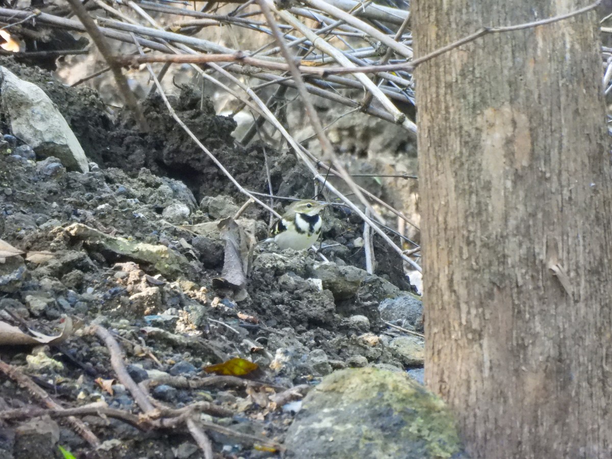 イワミセキレイ - ML643860352