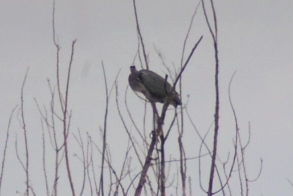 Eurasian Collared-Dove - ML643860356
