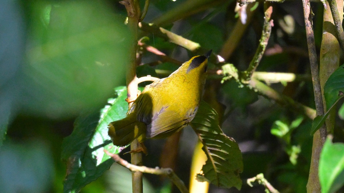 Black-crested Warbler - ML643860370