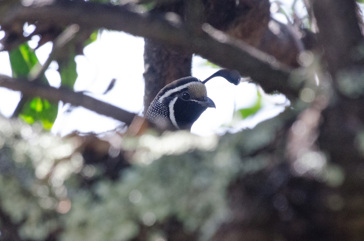 カンムリウズラ - ML643860385
