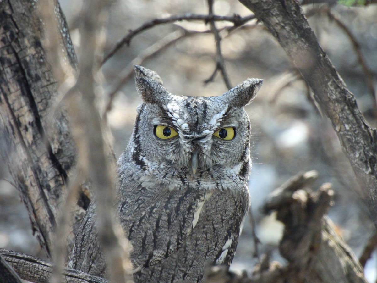 Western Screech-Owl - ML643860402