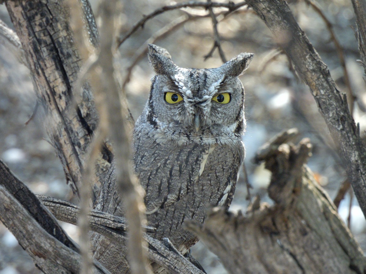 Western Screech-Owl - ML643860404