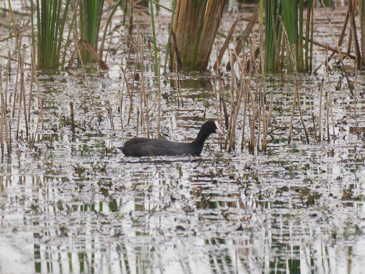 Eurasian Coot - ML643860406